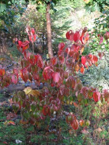 The Gardens Autumn Colour (4)