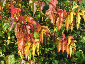 The Gardens Autumn Colour (5)