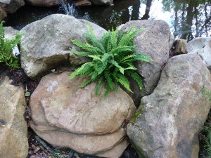 The gardens Landscaping rock pool water feature