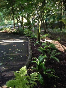 The gardens boyle Landscape maintenance stonework (1)